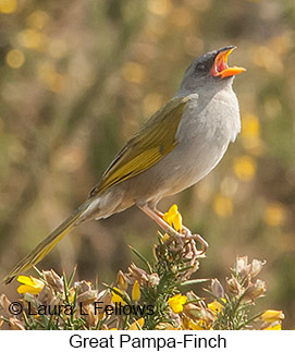 Great Pampa-Finch - © Laura L Fellows and Exotic Birding LLC