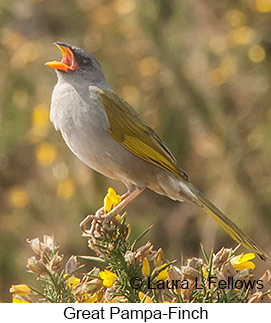 Great Pampa-Finch - © Laura L Fellows and Exotic Birding LLC