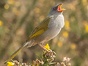 Great Pampa-Finch - © James F Wittenberger and Exotic Birding LLC