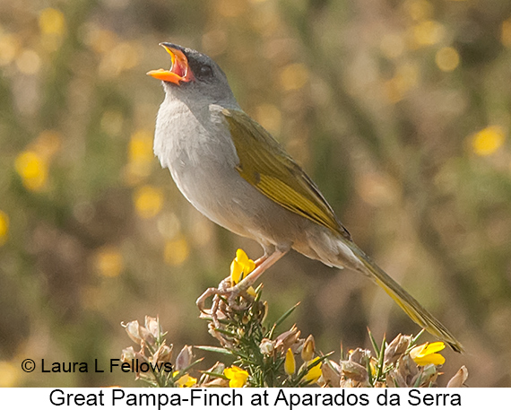 Great Pampa-Finch - © Laura L Fellows and Exotic Birding LLC