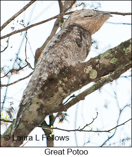 Great Potoo - © Laura L Fellows and Exotic Birding LLC