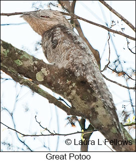 Great Potoo - © Laura L Fellows and Exotic Birding LLC