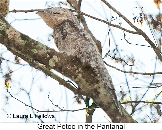 Great Potoo - © Laura L Fellows and Exotic Birding LLC