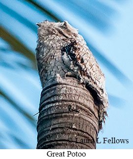 Great Potoo - © Laura L Fellows and Exotic Birding LLC