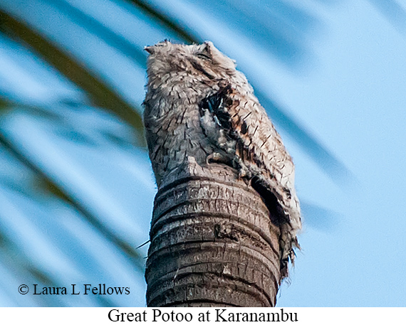 Great Potoo - © Laura L Fellows and Exotic Birding LLC