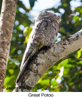 Great Potoo - © James F Wittenberger and Exotic Birding LLC