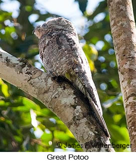 Great Potoo - © James F Wittenberger and Exotic Birding LLC