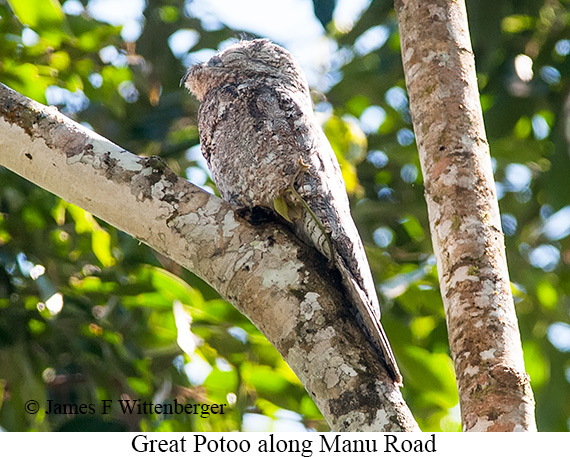 Great Potoo - &copy; James F Wittenberger and Exotic Birding LLC