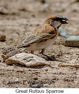 Great Rufous Sparrow - © James F Wittenberger and Exotic Birding LLC