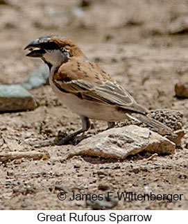 Great Rufous Sparrow - © James F Wittenberger and Exotic Birding LLC