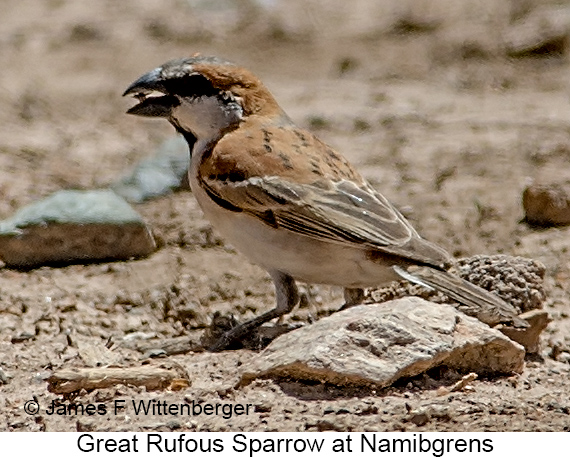 Great Rufous Sparrow - © James F Wittenberger and Exotic Birding LLC