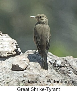 Great Shrike-Tyrant - © James F Wittenberger and Exotic Birding LLC