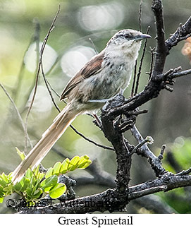Great Spinetail - &copy; James F Wittenberger and Exotic Birding LLC