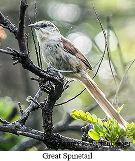 Great Spinetail - &copy; James F Wittenberger and Exotic Birding LLC
