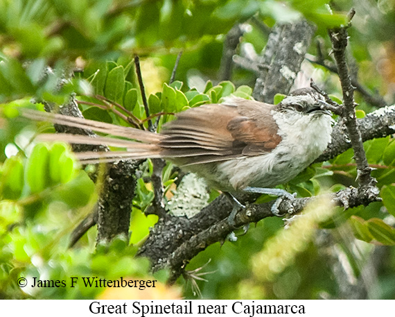 Great Spinetail - &copy; James F Wittenberger and Exotic Birding LLC