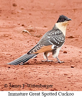 Great Spotted Cuckoo - © James F Wittenberger and Exotic Birding LLC