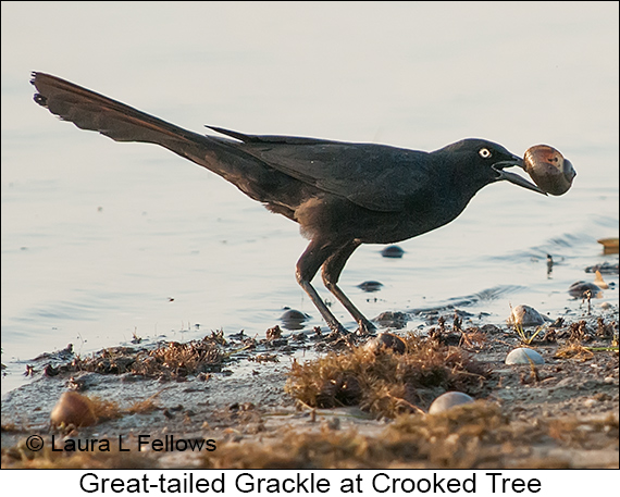 Great-tailed Grackle - © James F Wittenberger and Exotic Birding LLC