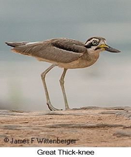 Great Thick-knee - © James F Wittenberger and Exotic Birding LLC