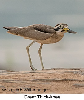Great Thick-knee - © James F Wittenberger and Exotic Birding LLC Great Thick-knee - © James F Wittenberger and Exotic Birding LLC