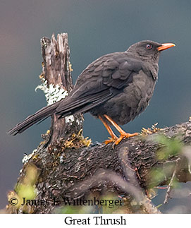 Great Thrush - © James F Wittenberger and Exotic Birding LLC