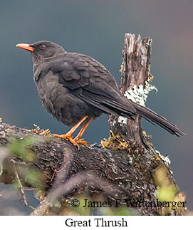 Great Thrush - © James F Wittenberger and Exotic Birding LLC