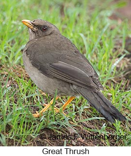 Great Thrush - © James F Wittenberger and Exotic Birding LLC