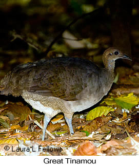 Great Tinamou - © Laura L Fellows and Exotic Birding LLC