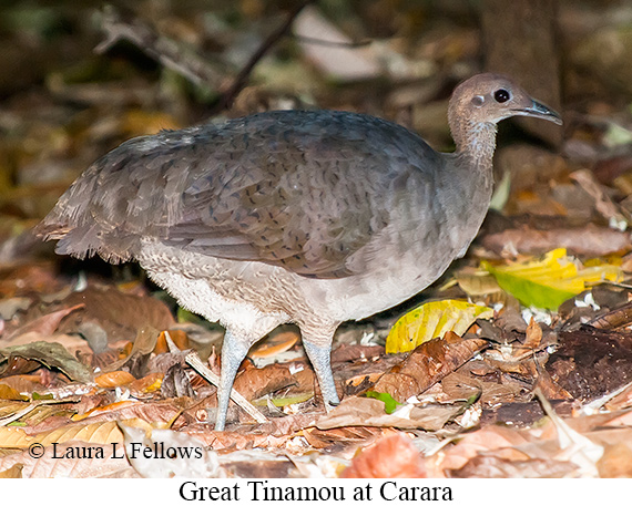 Great Tinamou - © Laura L Fellows and Exotic Birding LLC