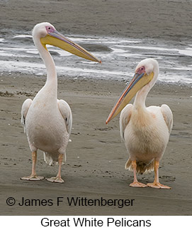 Great White Pelican - © James F Wittenberger and Exotic Birding LLC