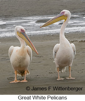 Great White Pelican - © James F Wittenberger and Exotic Birding LLC