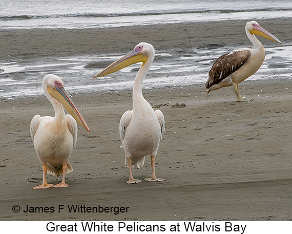 Great White Pelican - © James F Wittenberger and Exotic Birding LLC