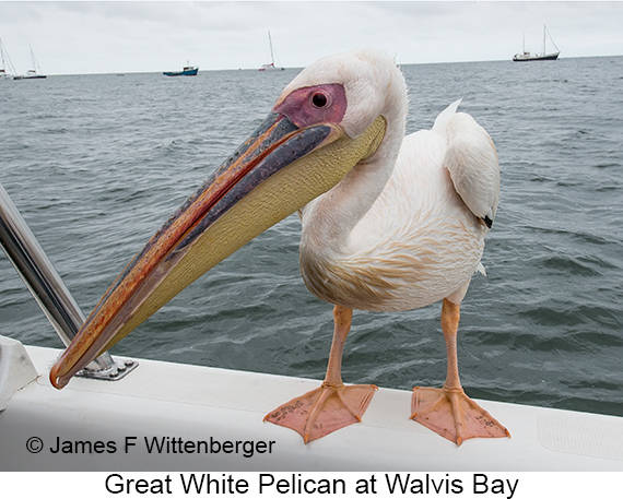 Great White Pelican - © James F Wittenberger and Exotic Birding LLC