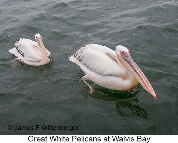 Great White Pelican - © James F Wittenberger and Exotic Birding LLC