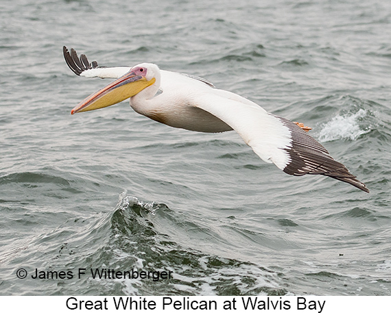 Great White Pelican - © The Photographer and Exotic Birding LLC