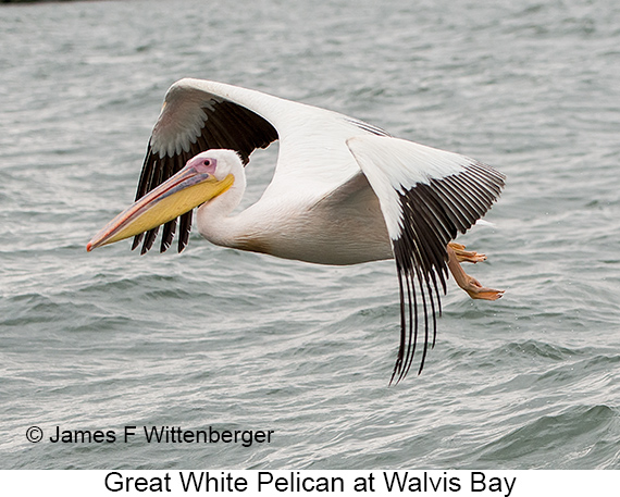 Great White Pelican - © The Photographer and Exotic Birding LLC