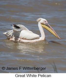 Great White Pelican - © James F Wittenberger and Exotic Birding LLC Great White Pelican - © James F Wittenberger and Exotic Birding LLC