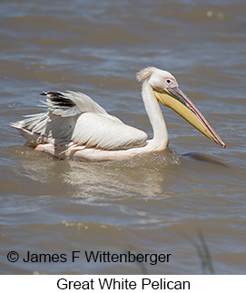 Great White Pelican - © James F Wittenberger and Exotic Birding LLC