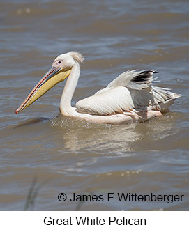 Great White Pelican - © James F Wittenberger and Exotic Birding LLC