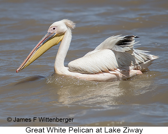 Great White Pelican - © James F Wittenberger and Exotic Birding LLC