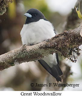 Great Woodswallow - © James F Wittenberger and Exotic Birding LLC