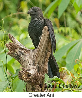 Greater Ani - © Laura L Fellows and Exotic Birding Tours Greater Ani - © Laura L Fellows and Exotic Birding Tours