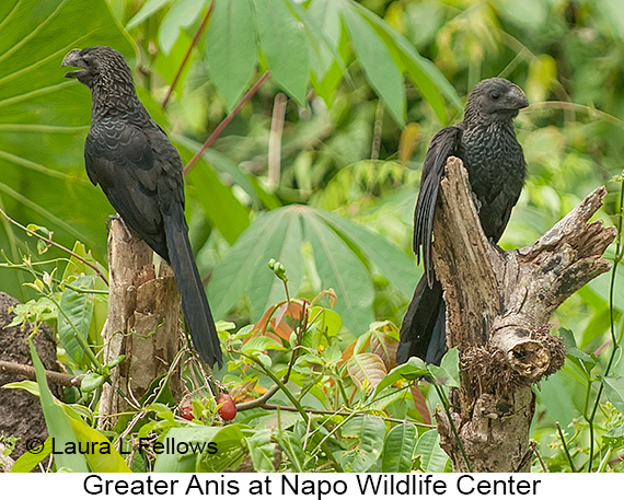 Greater Ani - © Laura L Fellows and Exotic Birding LLC Greater Ani - © Laura L Fellows and Exotic Birding LLC
