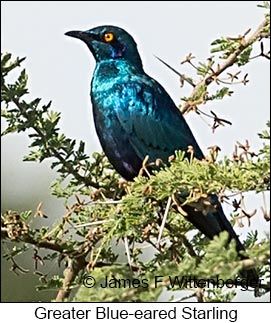 Greater Blue-eared Starling - © James F Wittenberger and Exotic Birding LLC