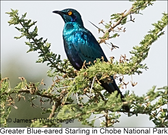 Greater Blue-eared Starling - © James F Wittenberger and Exotic Birding LLC