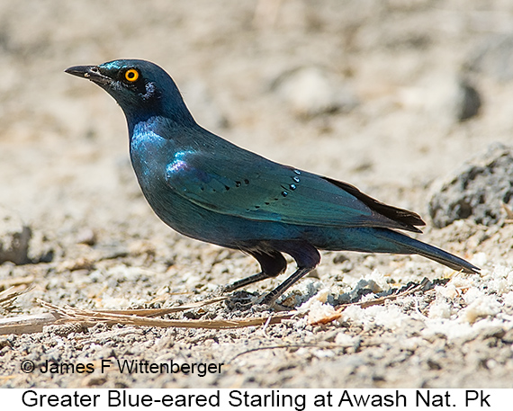 Greater Blue-eared Starling - © James F Wittenberger and Exotic Birding LLC