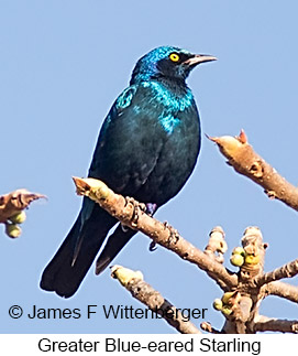 Greater Blue-eared Starling - © James F Wittenberger and Exotic Birding LLC