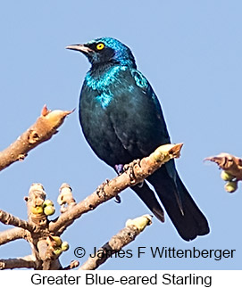 Greater Blue-eared Starling - © James F Wittenberger and Exotic Birding LLC Greater Blue-eared Starling - © James F Wittenberger and Exotic Birding LLC