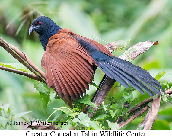 Greater Coucal - © James F Wittenberger and Exotic Birding LLC Greater Coucal - © James F Wittenberger and Exotic Birding LLC