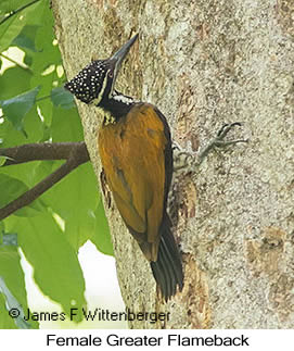 Greater Flameback - © James F Wittenberger and Exotic Birding LLC