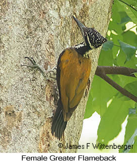 Greater Flameback - © James F Wittenberger and Exotic Birding LLC